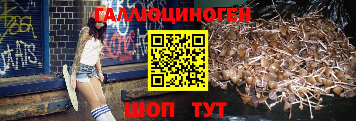 Псилоцибиновые грибы Cubensis Михайловск